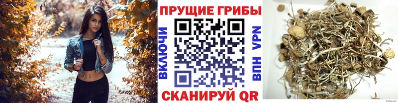 Галлюциногенные грибы прущие грибы  Сухиничи 